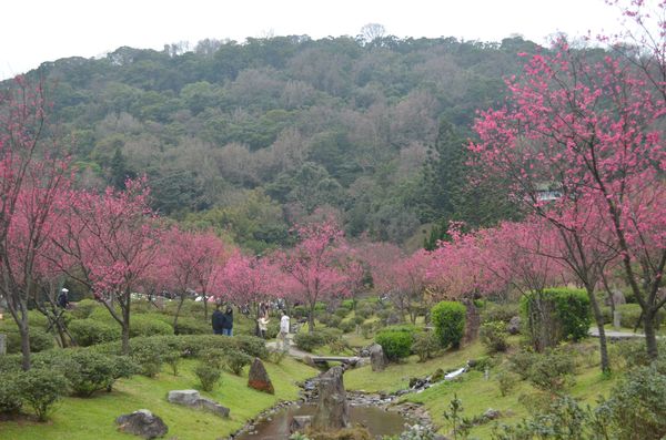 ▲陽明山花季進入絕佳觀賞期，攝於2/6 。（圖／公園處提供）