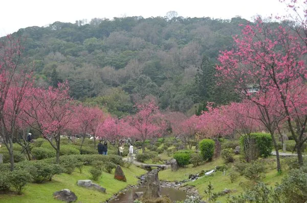 ▲陽明山花季進入絕佳觀賞期，攝於2/6 。（圖／公園處提供）