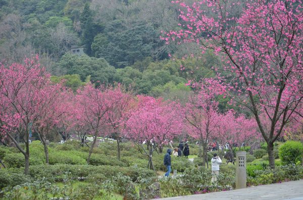 ▲陽明山花季進入絕佳觀賞期，攝於2/6 。（圖／公園處提供）