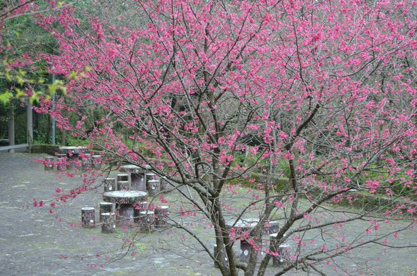 ▲陽明山花季進入絕佳觀賞期，攝於2/6 。（圖／公園處提供）