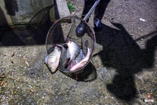 ▲▼鶯歌大盆薑母鴨鹽烤魚。（圖／部落客陳小可提供）