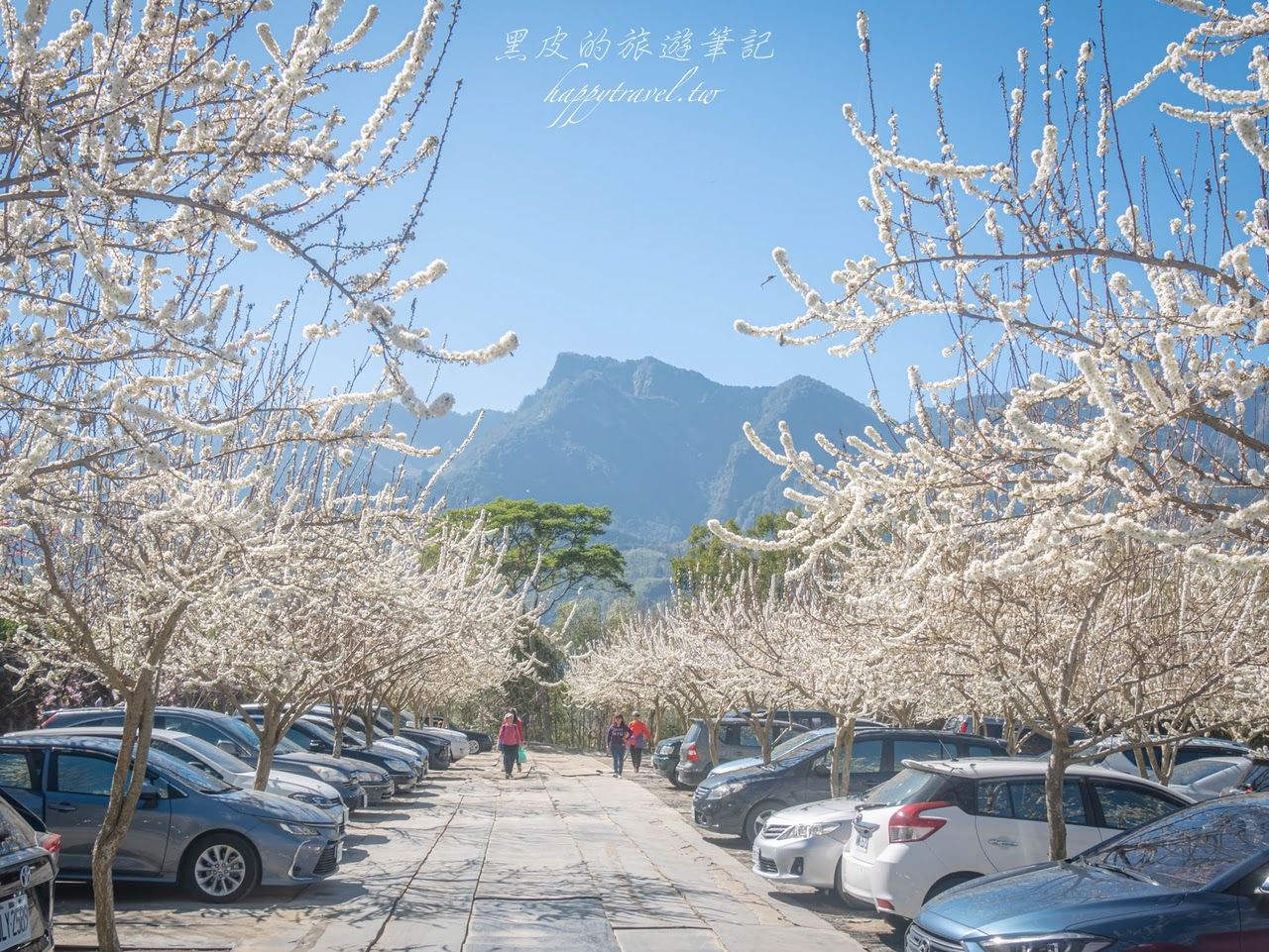 ▲▼南投信義2025草坪頭櫻花絕佳景點。（圖／部落客黑皮提供）