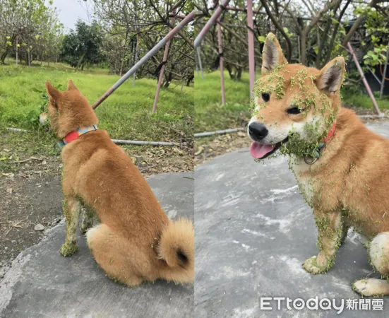 綠面具柴犬。（圖／飼主翁詩如提供）