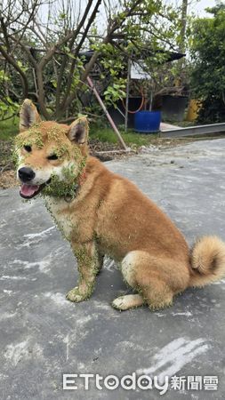 綠面具柴犬。（圖／飼主翁詩如提供）