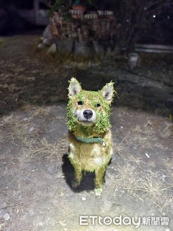 綠面具柴犬。（圖／飼主翁詩如提供）