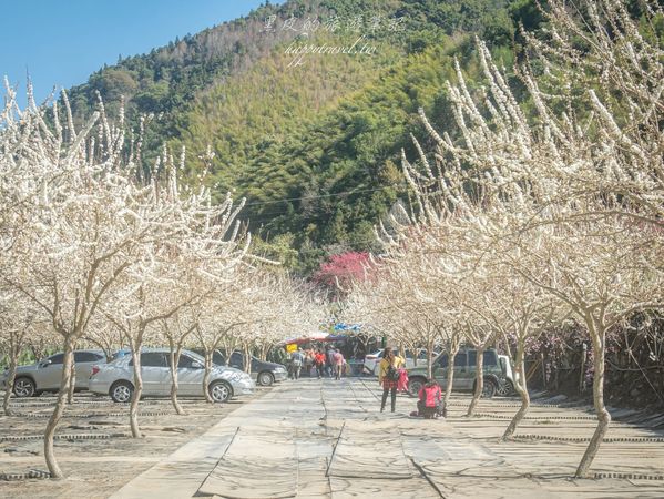 ▲▼南投信義2025草坪頭櫻花絕佳景點。（圖／部落客黑皮提供）