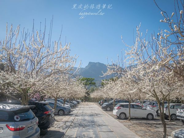 ▲▼南投信義2025草坪頭櫻花絕佳景點。（圖／部落客黑皮提供）