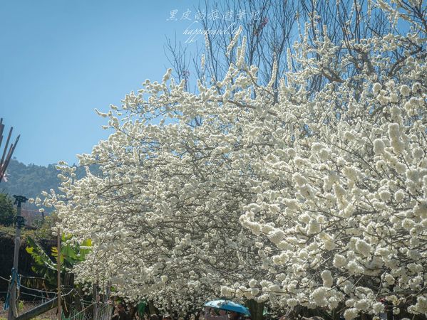 ▲▼南投信義2025草坪頭櫻花絕佳景點。（圖／部落客黑皮提供）