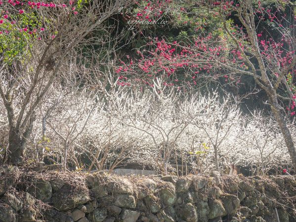 ▲▼南投信義2025草坪頭櫻花絕佳景點。（圖／部落客黑皮提供）