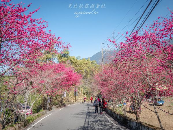 ▲▼南投信義2025草坪頭櫻花絕佳景點。（圖／部落客黑皮提供）