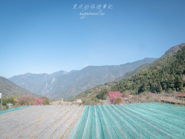 ▲▼南投信義2025草坪頭櫻花絕佳景點。（圖／部落客黑皮提供）