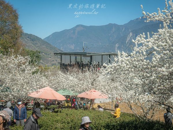 ▲▼南投信義2025草坪頭櫻花絕佳景點。（圖／部落客黑皮提供）