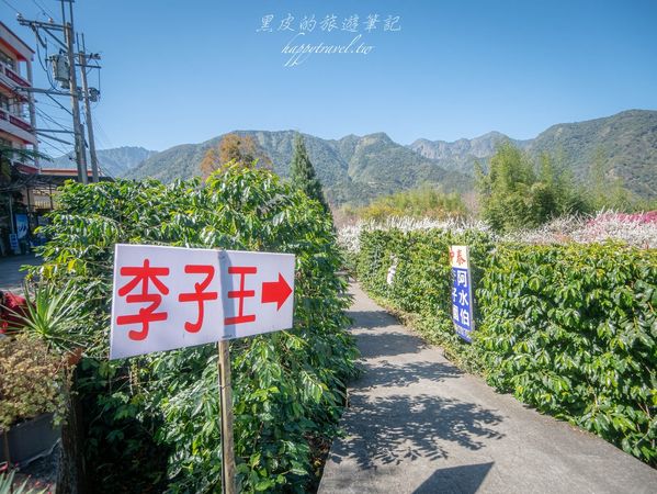 ▲▼南投信義2025草坪頭櫻花絕佳景點。（圖／部落客黑皮提供）