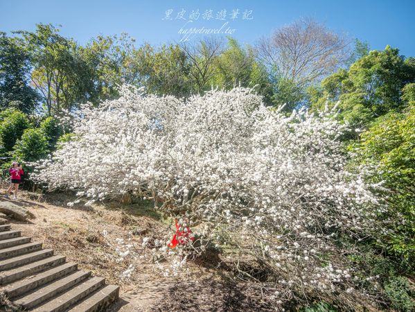 ▲▼南投信義2025草坪頭櫻花絕佳景點。（圖／部落客黑皮提供）