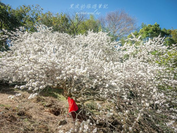 ▲▼南投信義2025草坪頭櫻花絕佳景點。（圖／部落客黑皮提供）