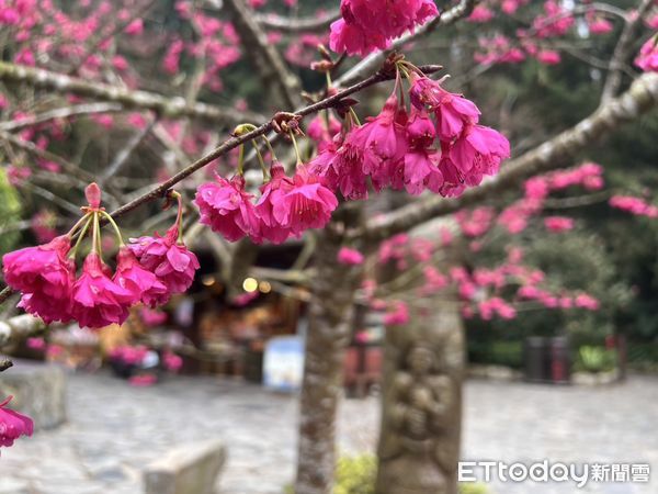 ▲九族櫻花祭25週年紀念盛典開幕，邀請台日歌姬許景淳、飛鳥奉美共同代言。（圖／九族文化村提供）