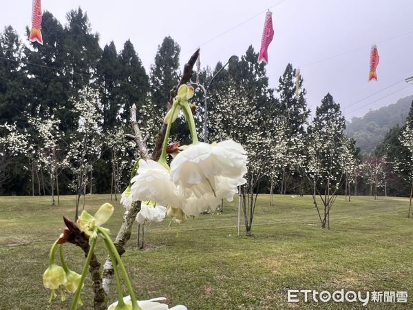 ▲九族櫻花祭25週年紀念盛典開幕，邀請台日歌姬許景淳、飛鳥奉美共同代言。（圖／九族文化村提供）