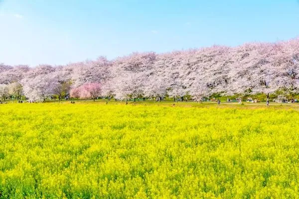 ▲▼日韓賞櫻。（圖／KKday提供）