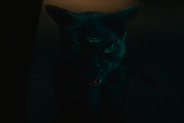 ▲《鬼貓》劇照。（圖／車庫娛樂提供）