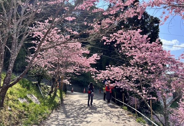 ▲2025北橫櫻花漫步地圖