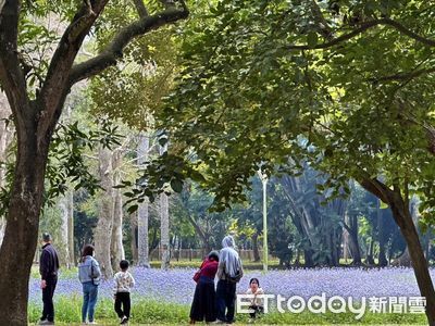 台南山上花園水道博物館　紫花霍香薊鋪出春日花海