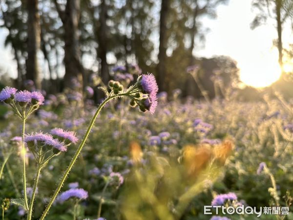 ▲台南山上花園水道博物館紫花霍香薊花毯吸睛，成為春日最浪漫的風景。（圖／記者林東良翻攝，下同）