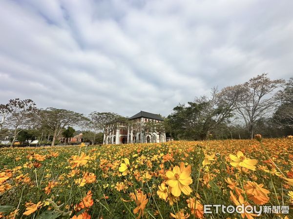 ▲台南山上花園水道博物館紫花霍香薊花毯吸睛，成為春日最浪漫的風景。（圖／記者林東良翻攝，下同）