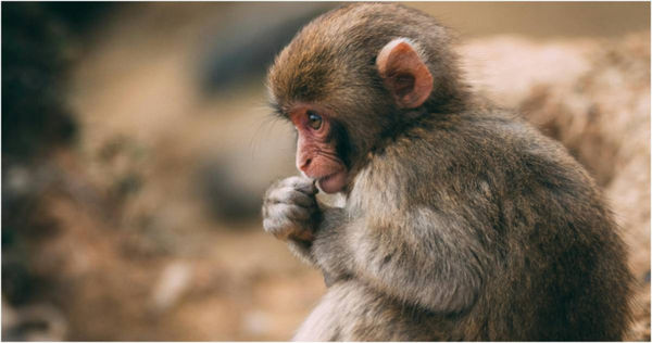 猴子闖進斯里蘭卡的變電站觸碰電網，導致多個地區斷電。（示意圖／Pexels）