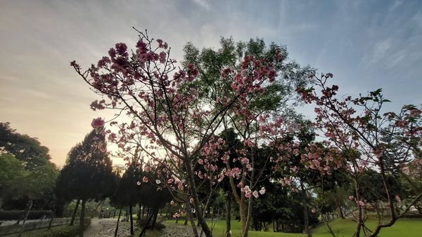 ▲▼台北市殯葬處環保葬區，目前共有富德公墓詠愛園、落羽之丘，以及陽明山公墓臻善園，圖為樹葬葬區。（圖／台北市殯葬處提供）