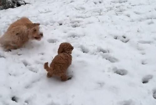 ▲貴賓犬初遇「迷你版自己」超興奮　尾巴直接變螺旋槳。（圖／翻攝自TikTok／@badno.m8）