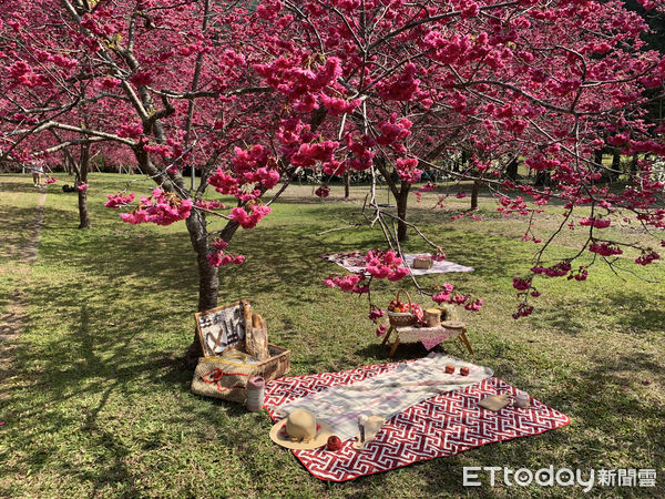 ▲2025日月潭櫻花季於2月初浪漫登場。（圖／日月潭國家風景區管理處提供）