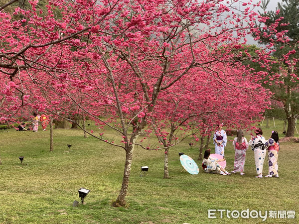 ▲2025日月潭櫻花季於2月初浪漫登場。（圖／日月潭國家風景區管理處提供，下同）