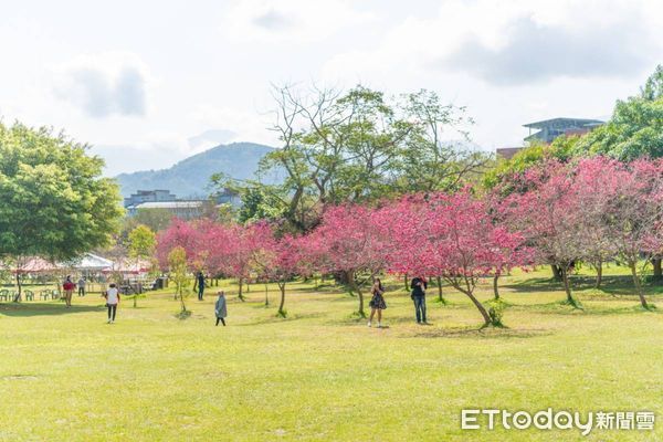 ▲2025日月潭櫻花季於2月初浪漫登場。（圖／日月潭國家風景區管理處提供）