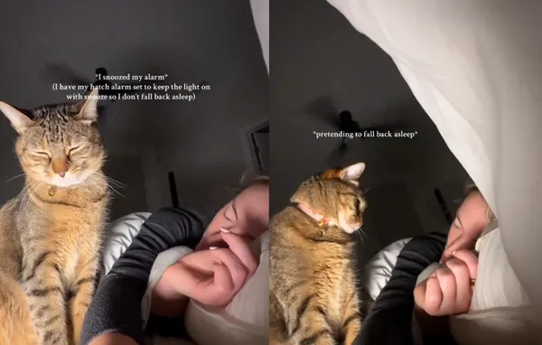 比貪睡鬧鐘還好用！虎斑貓每天1招成功叫醒女主人　網：好羨慕。（圖／翻攝自TikTok／ashleymoffit_）