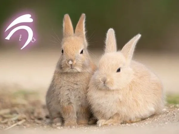 ▲（圖／翻攝自Facebook／うさぎの楽園　大久野島）