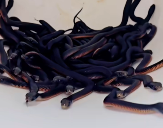 ▲▼有一名男子竟在院子裡發現102條有毒的「紅腹黑蛇」。（圖／翻攝自Facebook／Reptile Relocation Sydney ）