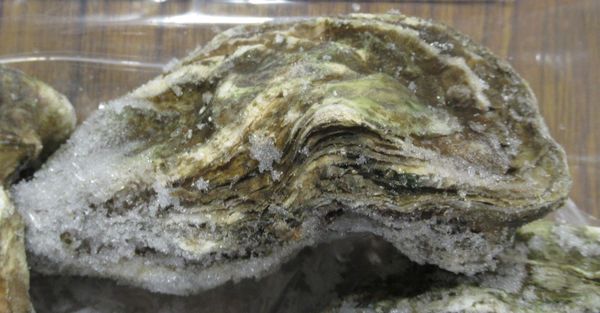 ▲▼美國出口「生蠔(LIVE PACIFIC OYSTER)」檢出重金屬含量不符規定。（圖／食藥署提供）