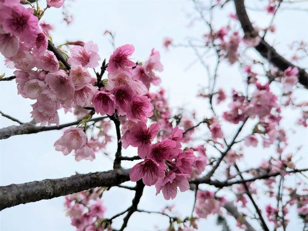 新店陽光運動公園的「河津櫻」目前已開花約6成，最佳賞櫻期預計於2月上旬至3月上旬。（新北市高灘處提供）