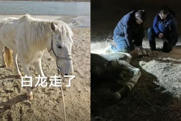 ▲▼白龍衝下水救人，經過一個禮拜的救治仍不幸身亡。（圖／翻攝抖音）