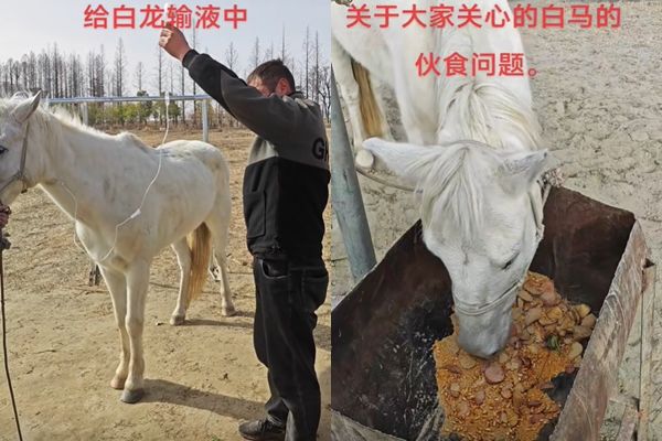 ▲▼白龍衝下水救人，經過一個禮拜的救治仍不幸身亡。（圖／翻攝抖音）
