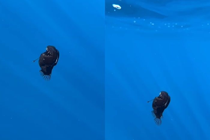▲▼居住於深海2000公尺的黑魔鬼魚（Black Devil fish）在西班牙海面現蹤。（圖／翻攝自IG／jara.natura）