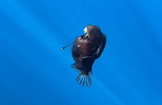 ▲▼居住於深海2000公尺的黑魔鬼魚（Black Devil fish）在西班牙海面現蹤。（圖／翻攝自IG／jara.natura）
