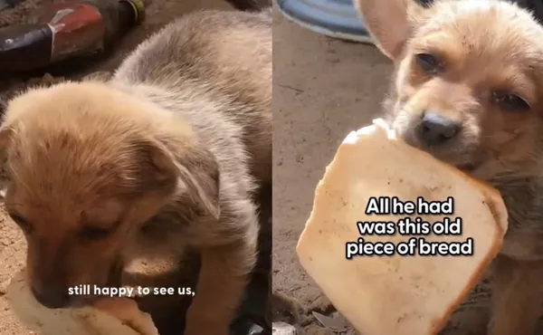 「謝謝你們來救我」7周大虛弱狗狗被拋棄　奮力咬起吐司報恩。（圖／翻攝自Facebook／帳Sidewalk Specials）