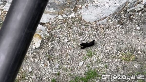 ▲2月10日民眾通報瓦拉米地區目擊黑熊出沒。（圖／民眾李孟蓉提供）