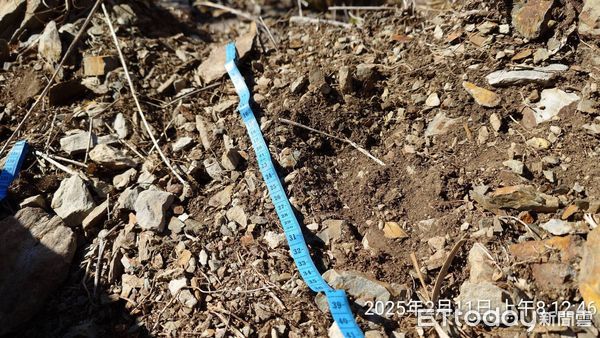 ▲2月11日玉山主峰線步道出現臺灣黑熊腳印。（圖／玉山國家公園管理處提供）