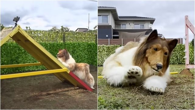 ▲▼       大家一起來當狗！日本犬男開張「變身動物園」　圓夢價碼曝光      。（圖／翻攝YT）
