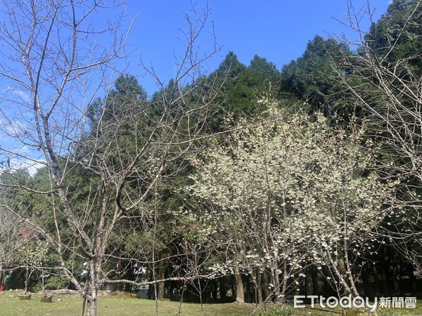 ▲九族文化村將於2月14日西洋情人節舉辦「白色戀人」櫻花茶會。（圖／九族文化村提供）