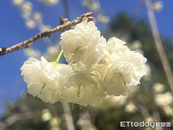 ▲九族文化村將於2月14日西洋情人節舉辦「白色戀人」櫻花茶會。（圖／九族文化村提供）