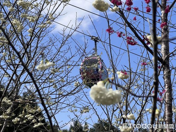 ▲九族文化村將於2月14日西洋情人節舉辦「白色戀人」櫻花茶會。（圖／九族文化村提供，下同）