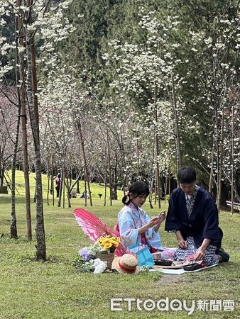 ▲九族文化村2月14日將舉辦「白色戀人」櫻花茶會。（圖／九族文化村提供）